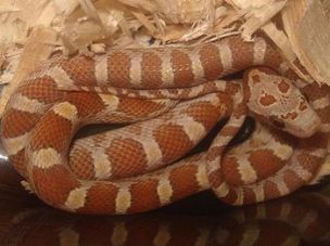 HATCHLING