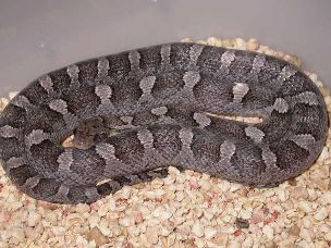 ADULT
