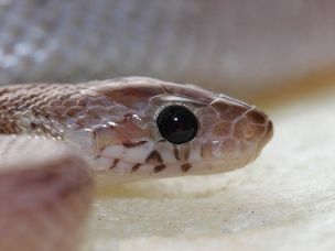EYE