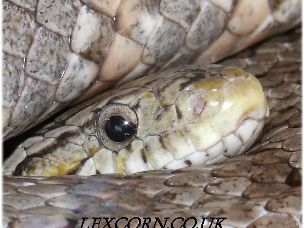 EYE