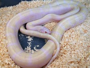ADULT