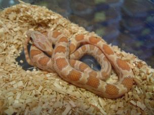 HATCHLING