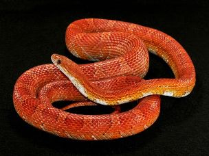 ADULT