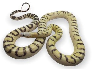 ADULT