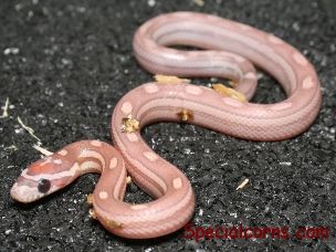HATCHLING