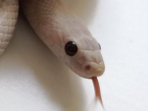 EYE