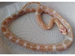 HATCHLING