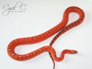 HATCHLING