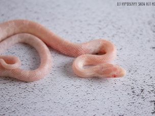 HATCHLING
