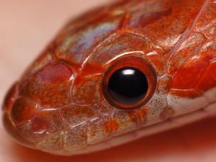 EYE