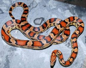 ADULT