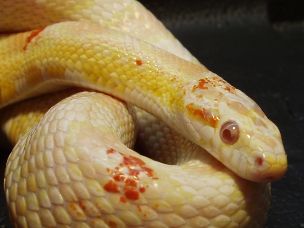 EYE