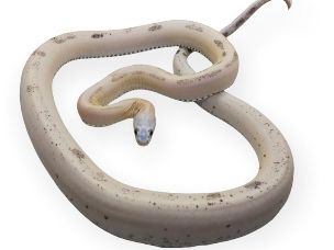 HATCHLING