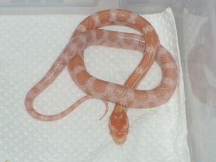 HATCHLING