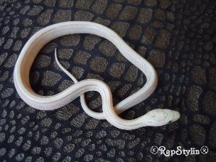 HATCHLING