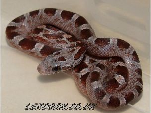 HATCHLING