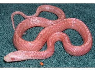 HATCHLING