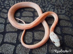 HATCHLING