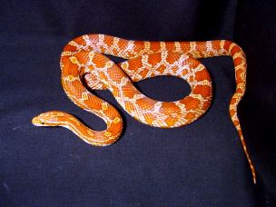 ADULT