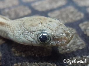 EYE