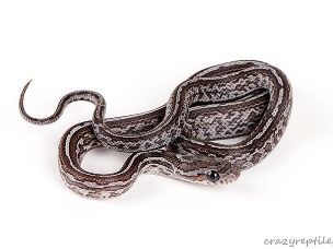 HATCHLING