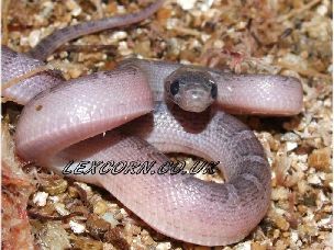 HATCHLING