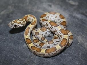 HATCHLING