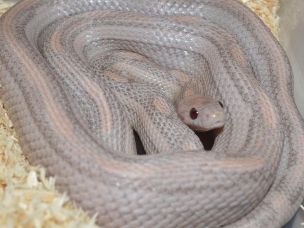 ADULT