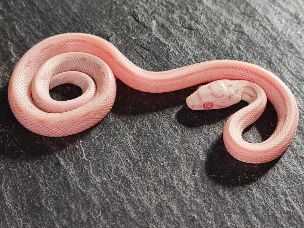 HATCHLING