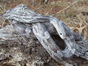 ADULT