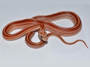 HATCHLING