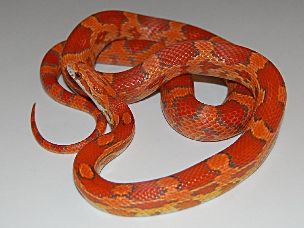 ADULT