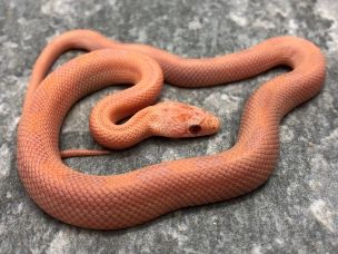HATCHLING
