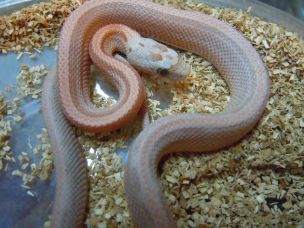 HATCHLING