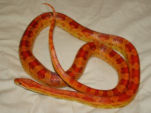 ADULT