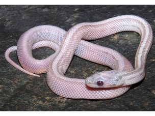 HATCHLING