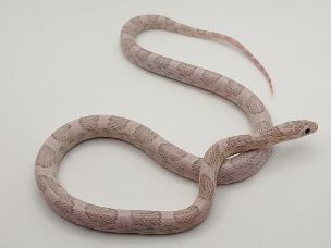 HATCHLING