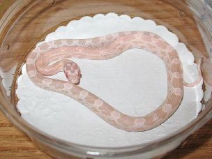HATCHLING