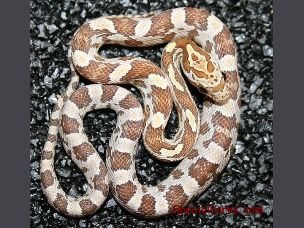 HATCHLING
