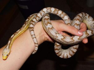 ADULT
