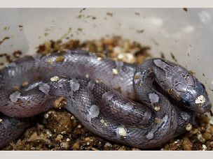HATCHLING
