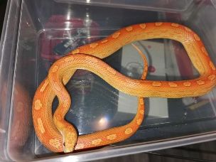 ADULT