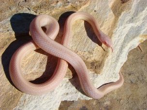 ADULT