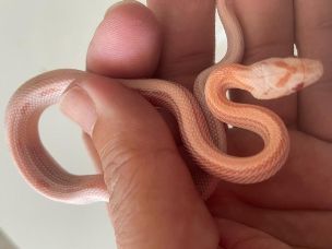 HATCHLING