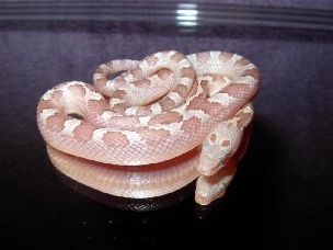 HATCHLING