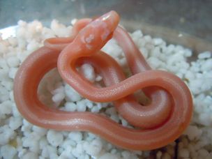 HATCHLING