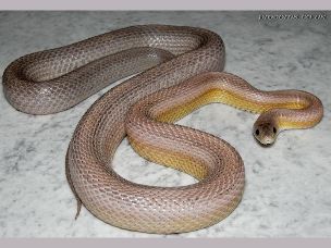 ADULT