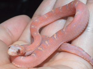 HATCHLING