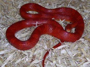 ADULT