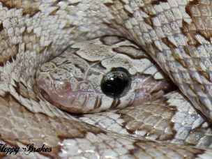 EYE
